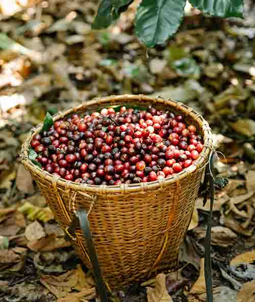 Export of Coffee